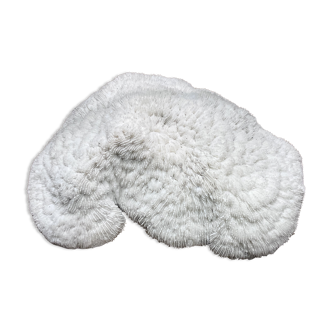 White coral, object of curiosities