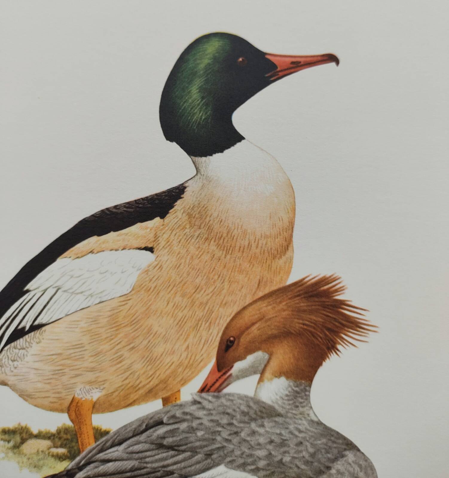 Illustration oiseaux Années 60 - Harle Bièvre - Planche ornithologique vintage