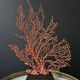 Large Red/Orange Gorgon Stained wooden base. H: 32 cm