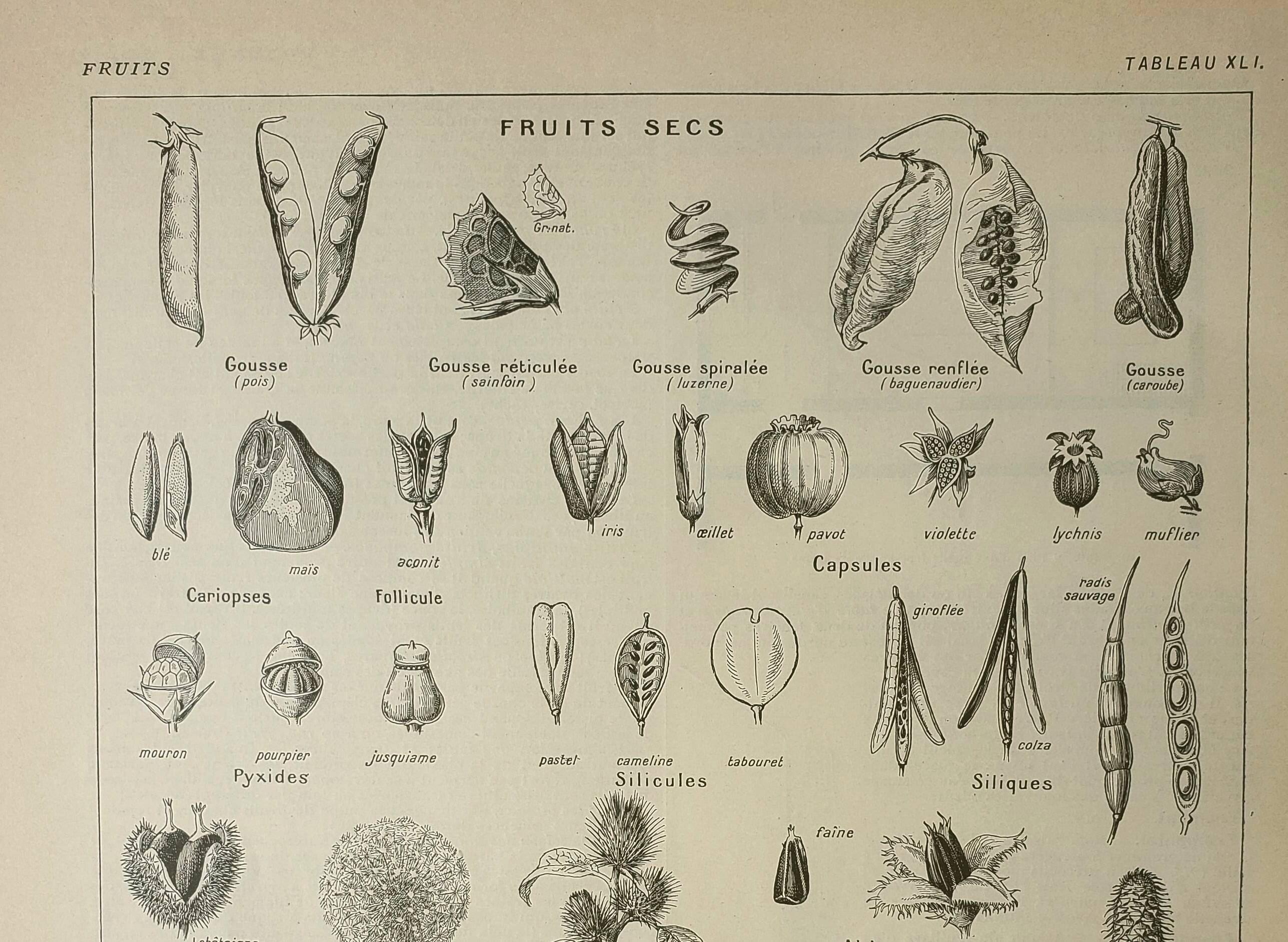 Antique engraving 1922, Fruits and seeds, types, dry, fleshy • Lithograph, original illustration