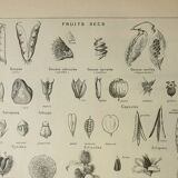 Gravure ancienne 1922, Fruits et graines, types, secs, charnus • Lithographie, illustration original