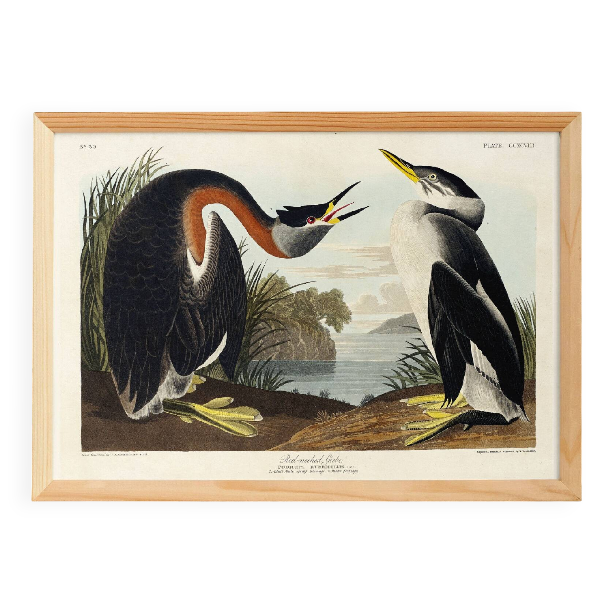 Poster about the Red-necked Grebe, after an old engraving from 1827.
