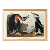 Affiche sur le Grèbe à cou roux, d’après une gravure ancienne de 1827.