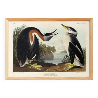 Poster about the Red-necked Grebe, after an old engraving from 1827.