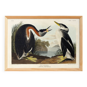 Poster about the Red-necked Grebe, after an old engraving from 1827.