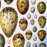 Egg poster, based on a 1928 lithograph