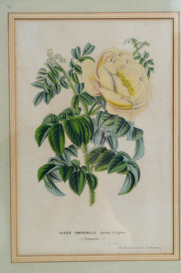 Botanical setting Rosier Pimprenelle