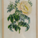 Botanical setting Rosier Pimprenelle