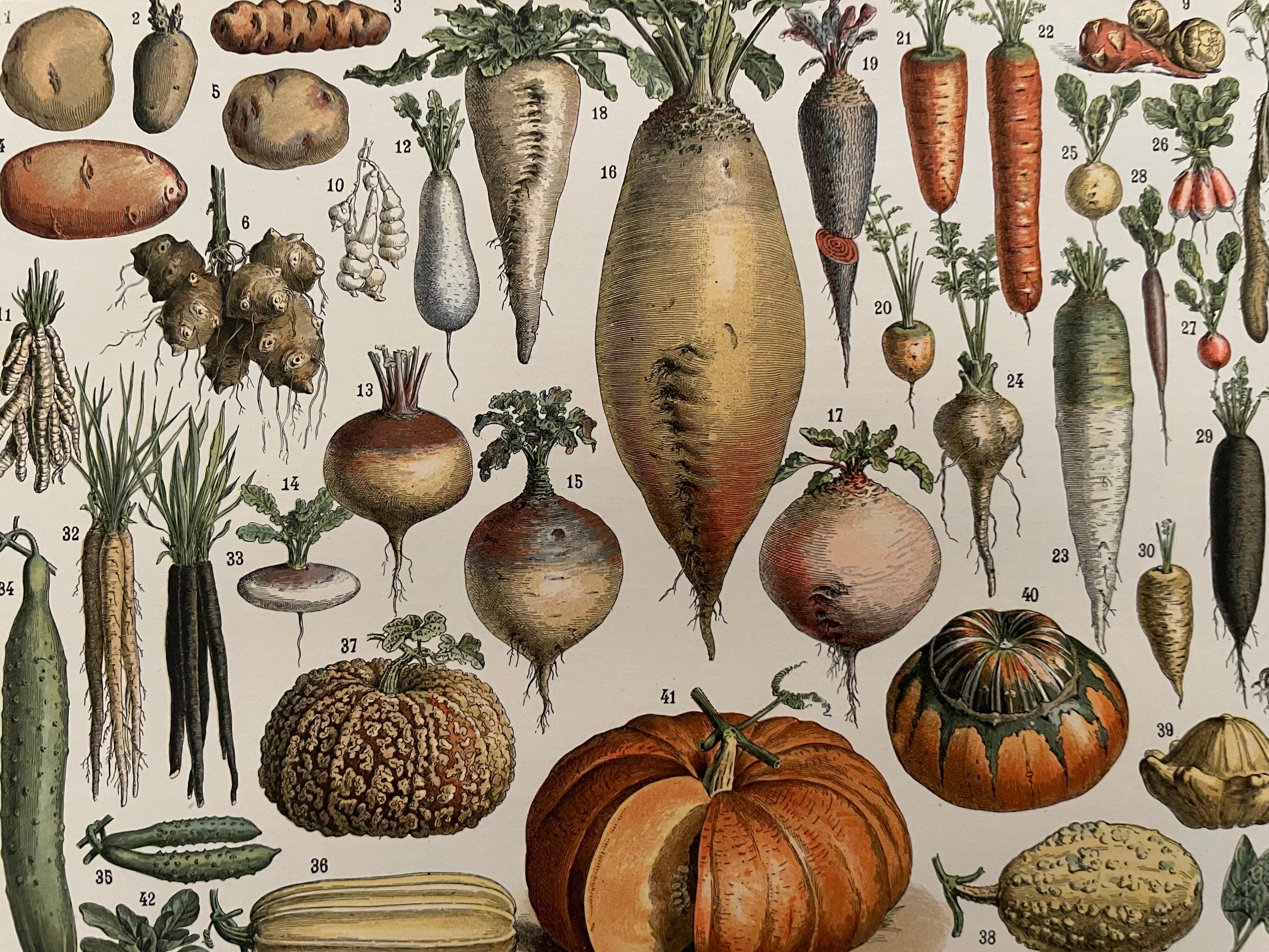 Lithograph on vegetables and vegetable plants - 1900