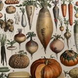Lithograph on vegetables and vegetable plants - 1900