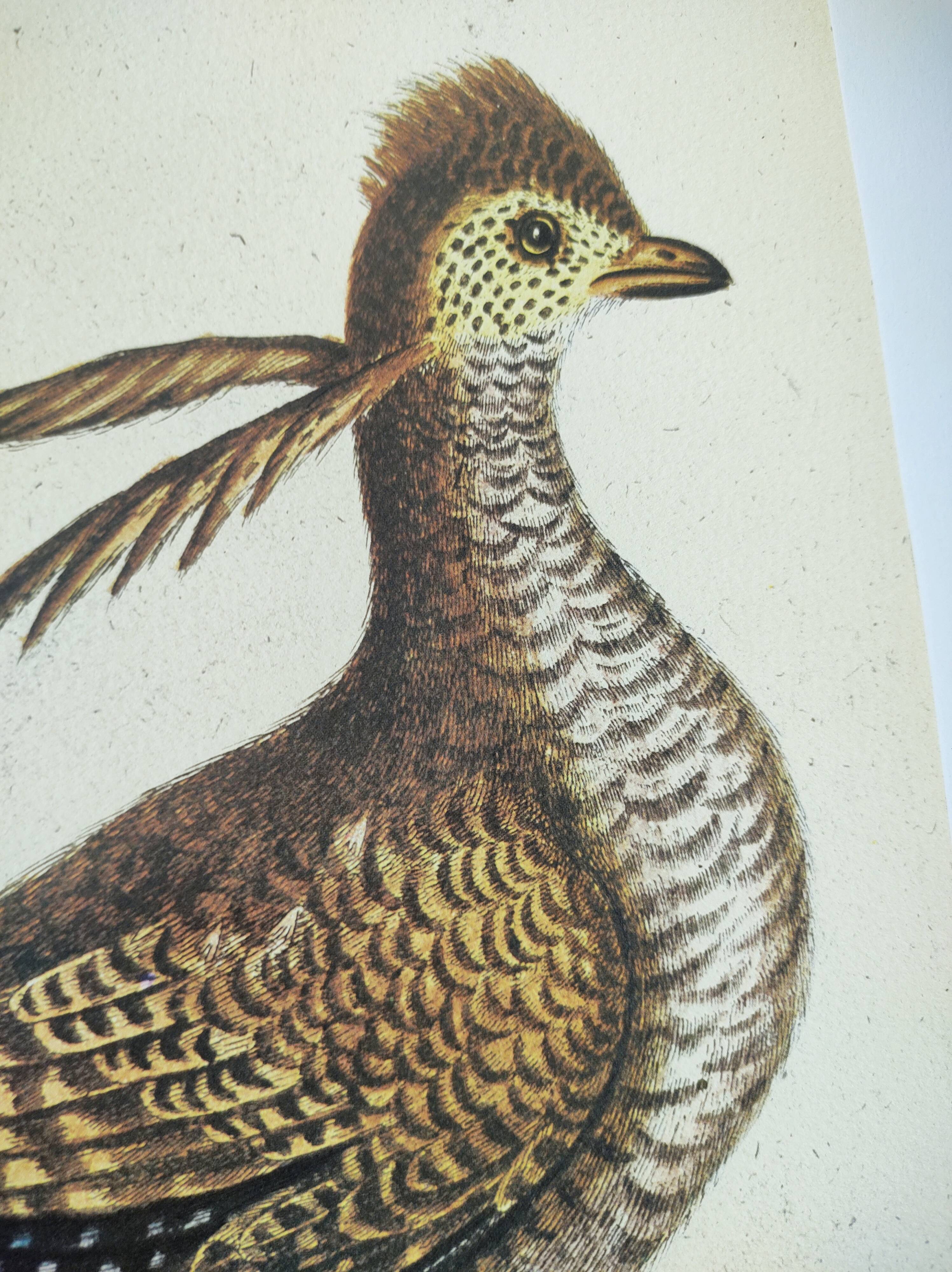 Old bird engraving - Rooster of the Woods - vintage zoological illustration by Seligmann & Catesby