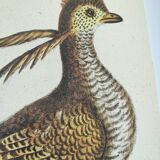 Old bird engraving - Rooster of the Woods - vintage zoological illustration by Seligmann & Catesby