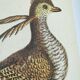 Gravure ancienne oiseau -Coq des Bois- illustration vintage zoologique de Seligmann & Catesby