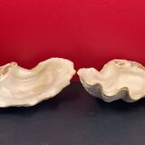 Shell: large giant clam ile reunion - 22 x 13 x 12 cm