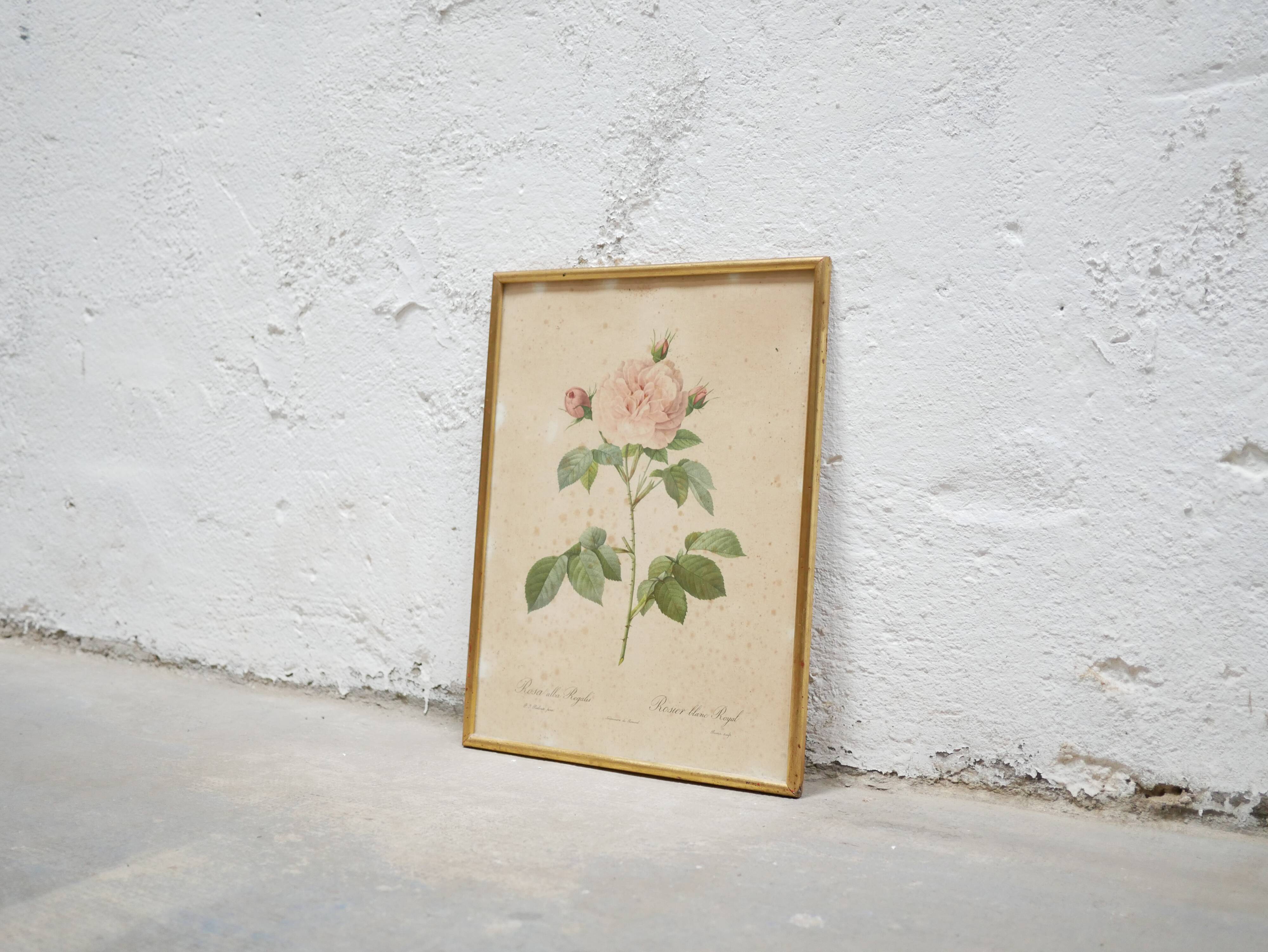 Vintage botanical poster Rosa alba Regalis by P.J.Redouté