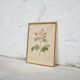 Vintage botanical poster Rosa alba Regalis by P.J.Redouté