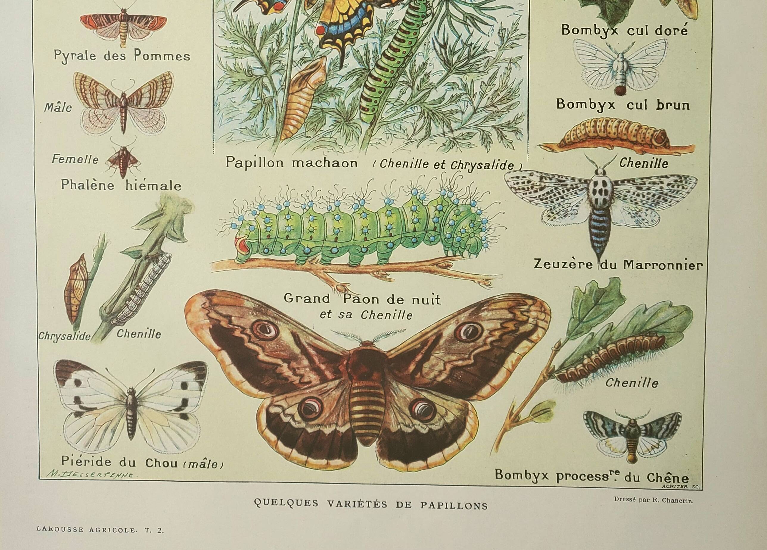 Gravure ancienne 1922, Papillon, chenille, insectes, ntomologie • Lithographie, illustration origina