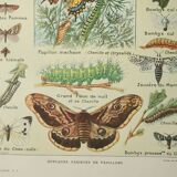 Gravure ancienne 1922, Papillon, chenille, insectes, ntomologie • Lithographie, illustration origina