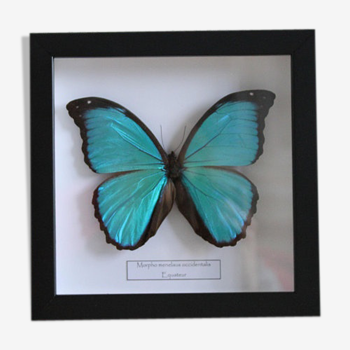 Butterfly Morpho menelaus occidentalis
