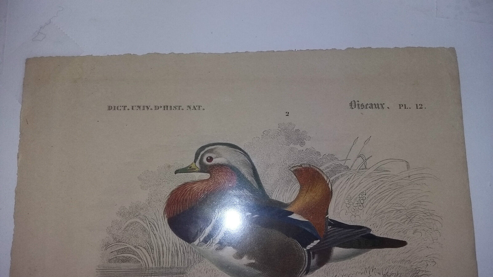 Antique print XIXth palmiped birds