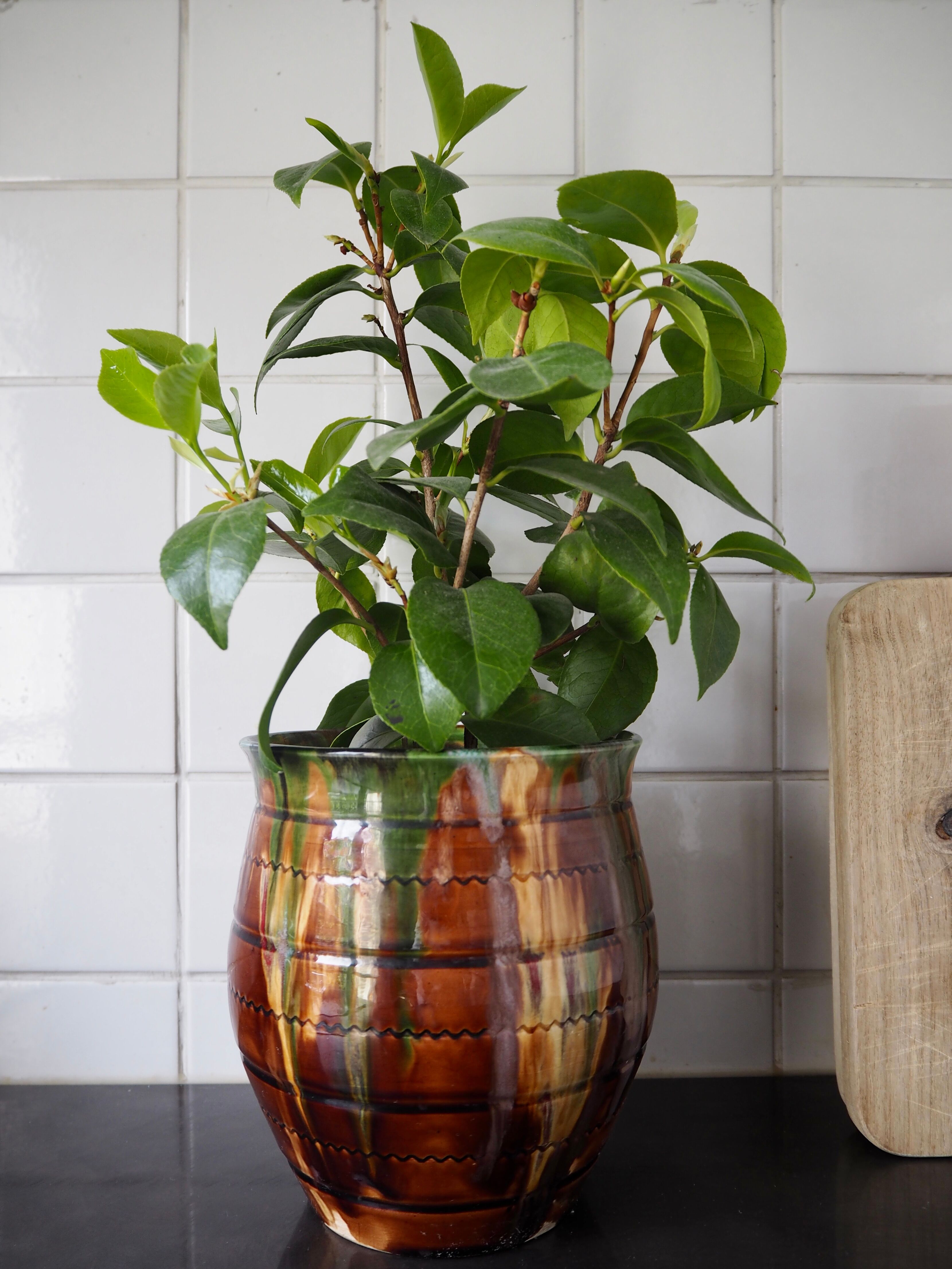 Glazed ceramic pot cover Provencal style