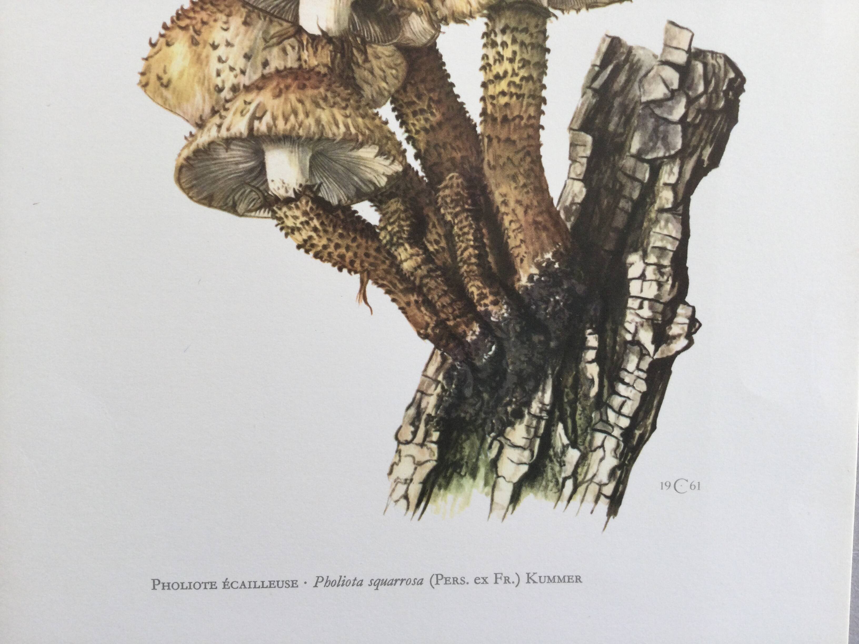 Botanical Illustration Mushroom Pholiote Vintage Print 1962