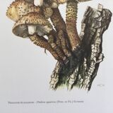 Botanical Illustration Mushroom Pholiote Vintage Print 1962