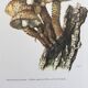 Botanical Illustration Mushroom Pholiote Vintage Print 1962