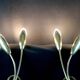Pair of double brass wall lamp, tulip shape, France 1960's