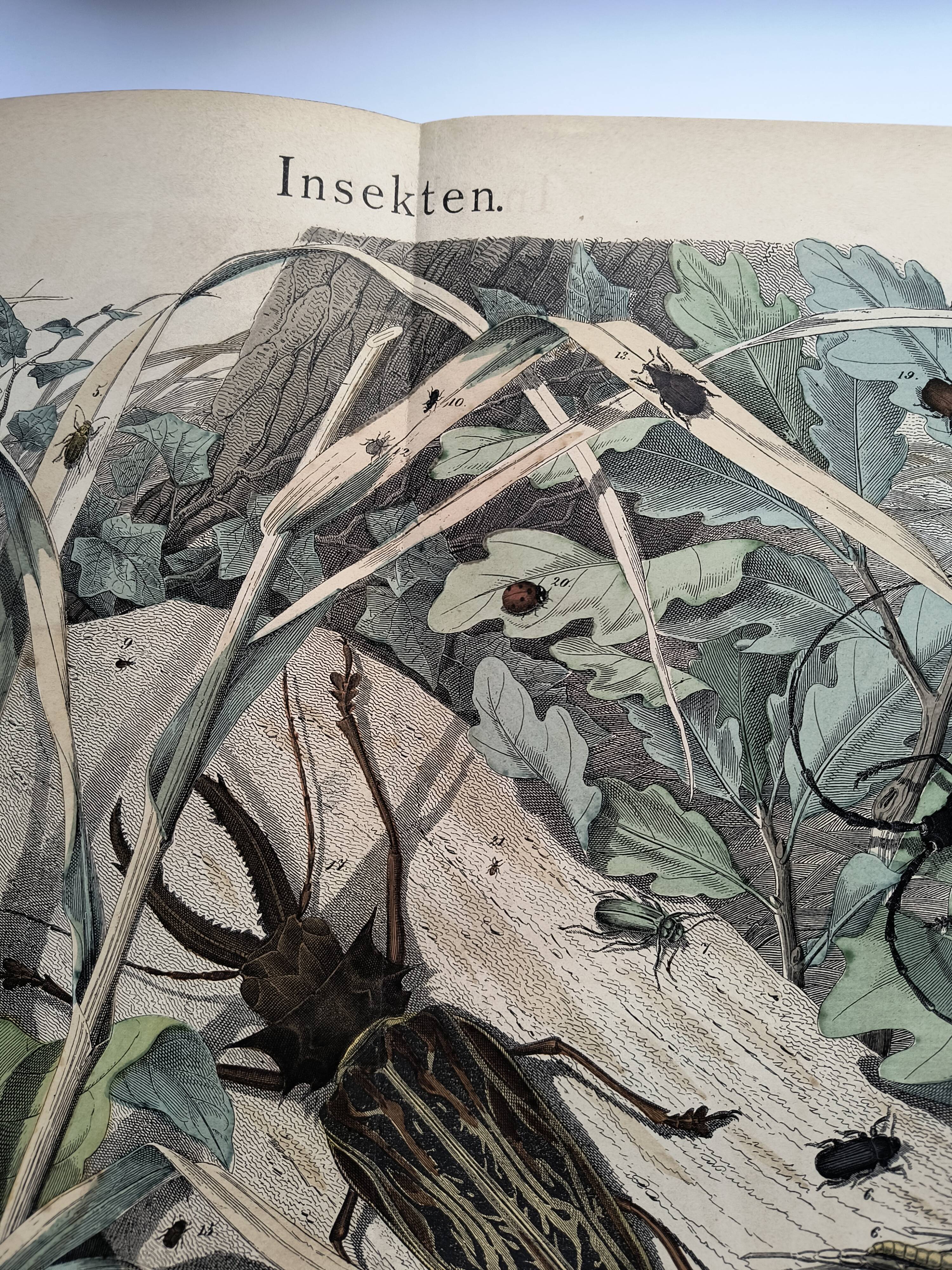 Antique lithograph from 1886 - Insects and beetles (2) - Engraving