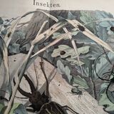 Antique lithograph from 1886 - Insects and beetles (2) - Engraving