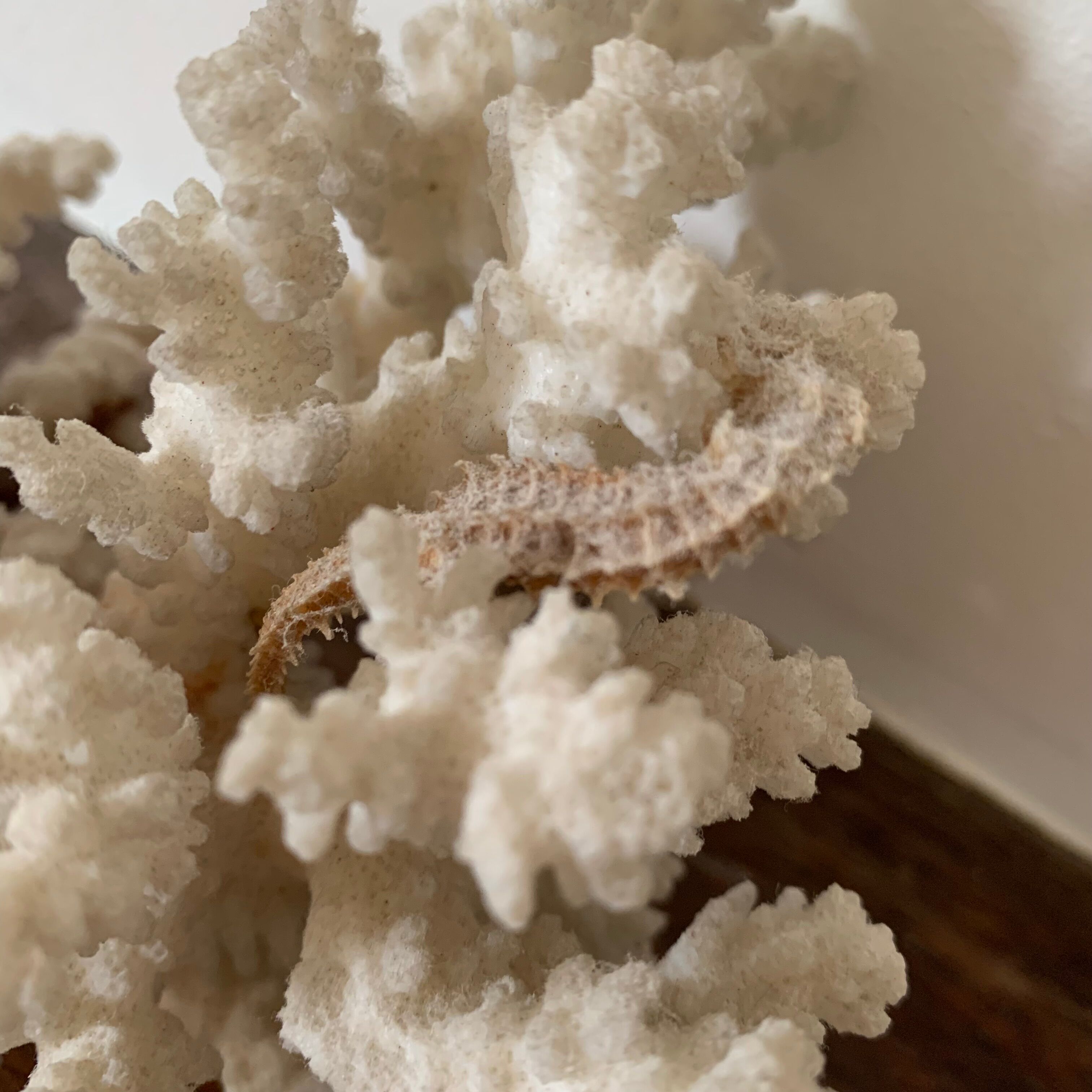 White coral and seahorse