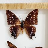 Frame 9 butterflies naturalized Congo 1984