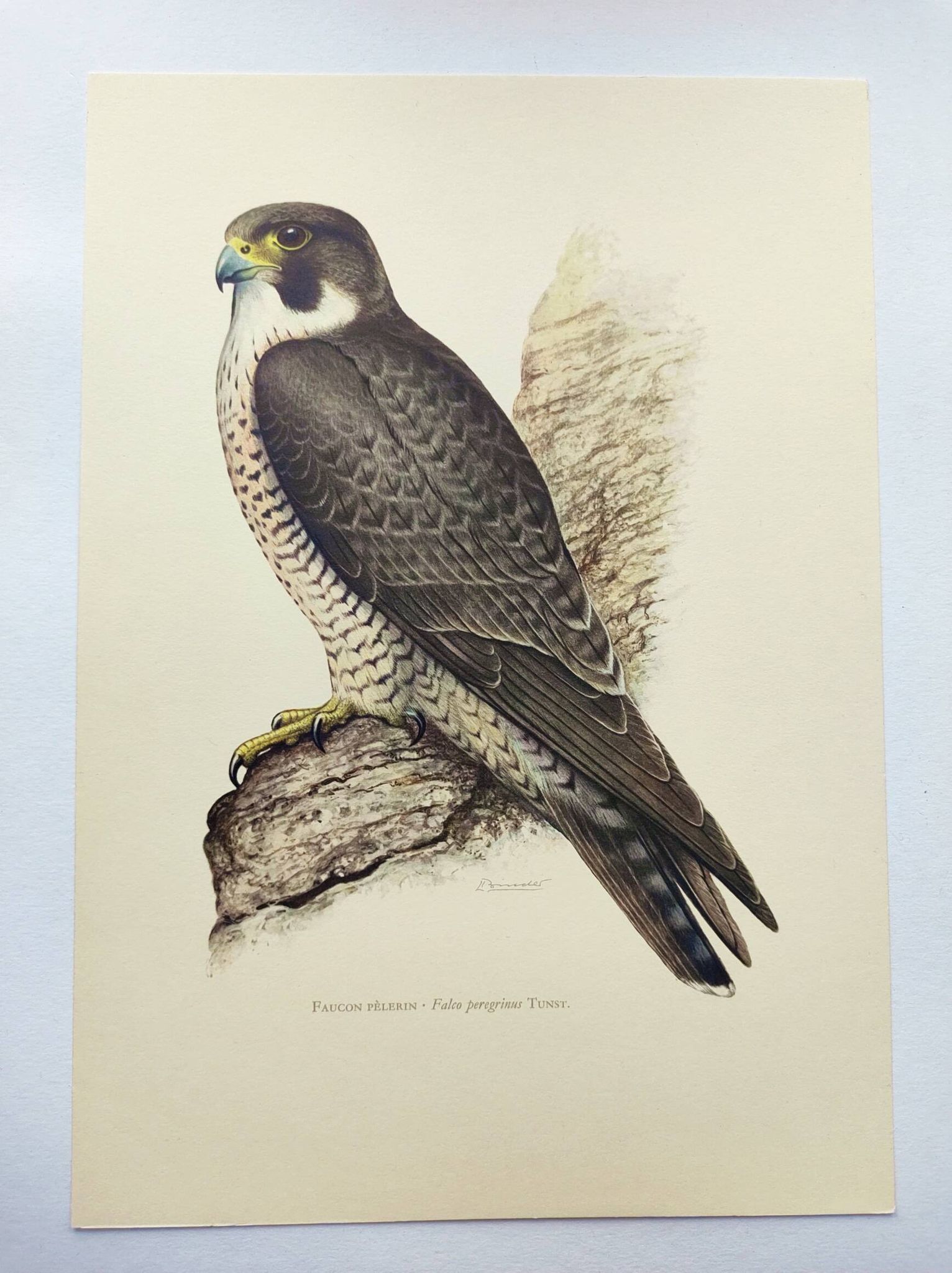 Old bird plate from the 1960s - Peregrine Falcon - Zoological and ornithological illustration