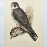 Old bird plate from the 1960s - Peregrine Falcon - Zoological and ornithological illustration