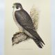 Planche ancienne oiseaux années 1960 - Faucon Pèlerin - Illustration zoologique et ornithologique