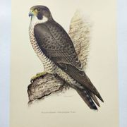 Old bird plate from the 1960s - Peregrine Falcon - Zoological and ornithological illustration