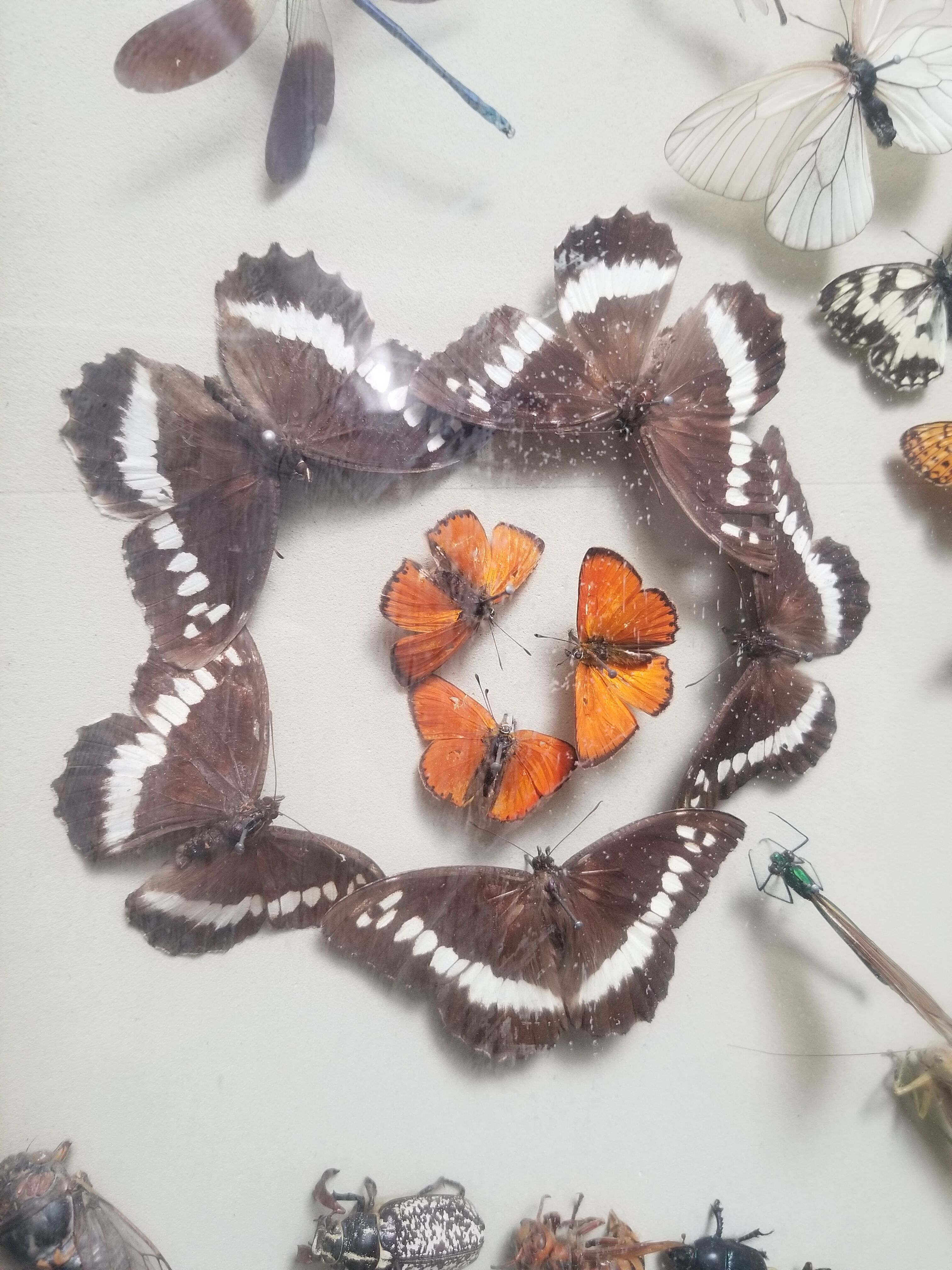 Vintage naturalized insect frame