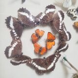 Vintage naturalized insect frame