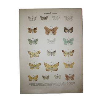 Old plate of Butterfly - Lithograph from 1887 - Bimaculata - Original Blue and Orange engraving