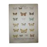 Old plate of Butterfly - Lithograph from 1887 - Bimaculata - Original Blue and Orange engraving