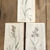 Trio of botanical plates, Ed London 1809