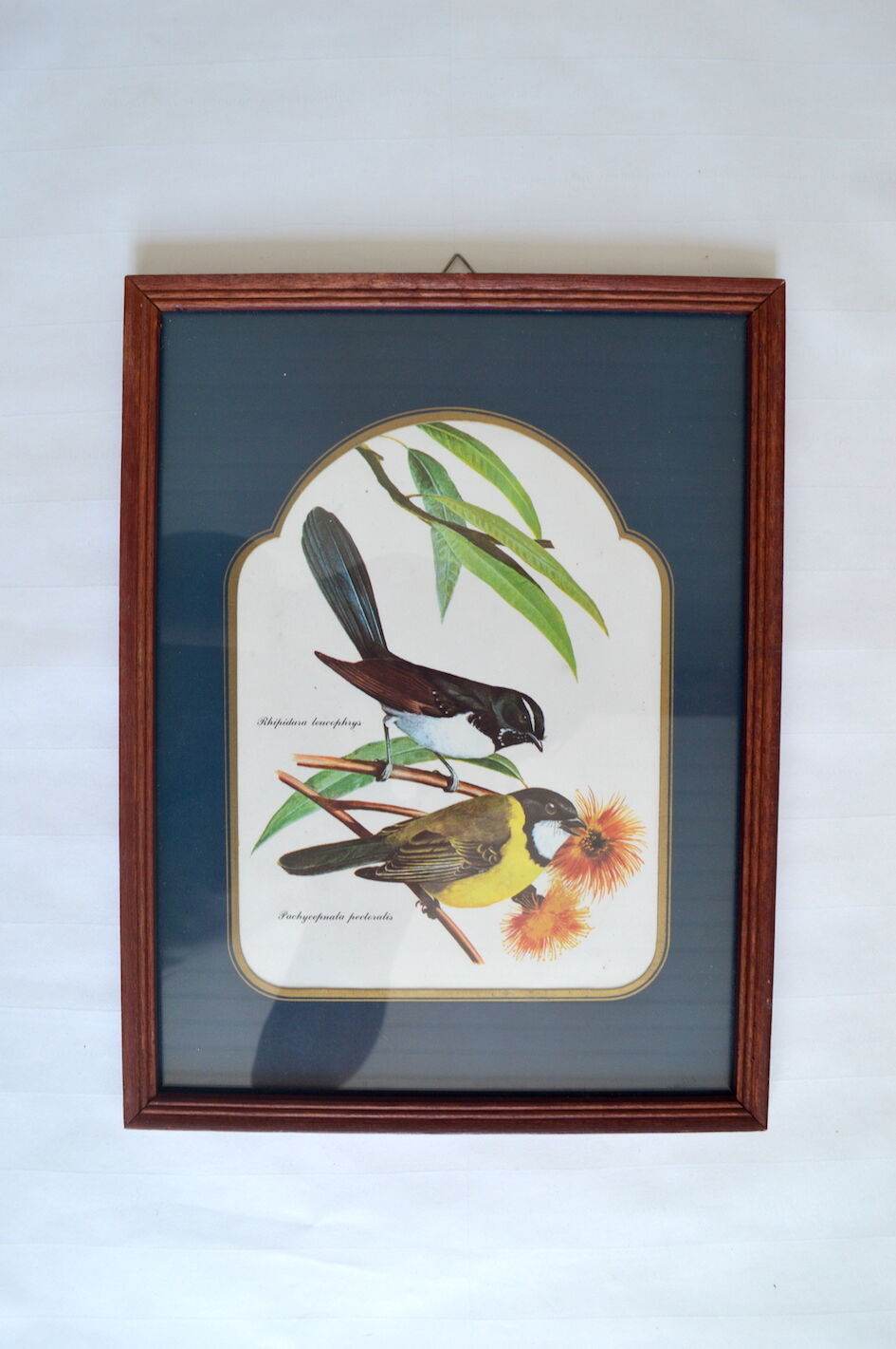 Exotic bird duo setting