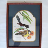 Exotic bird duo setting