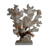 Corail sur socle