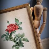 Litho rose of Pont P