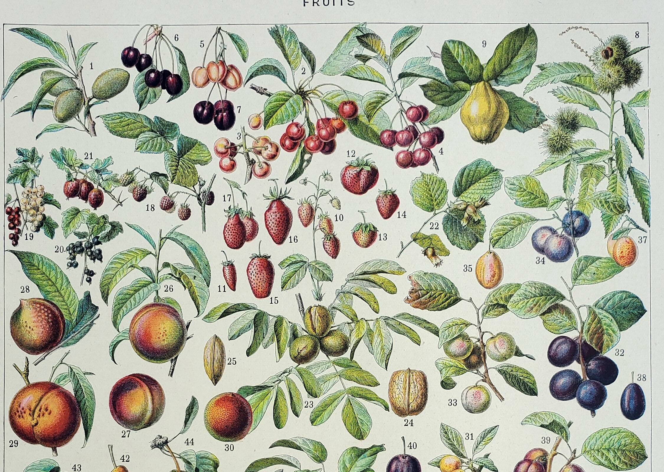Old engraving 1928, Fruit of our regions, fruit harvest • Lithograph, Original plate