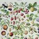 Old engraving 1928, Fruit of our regions, fruit harvest • Lithograph, Original plate