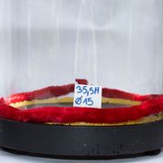 Ensemble 2 globes cloches en verre