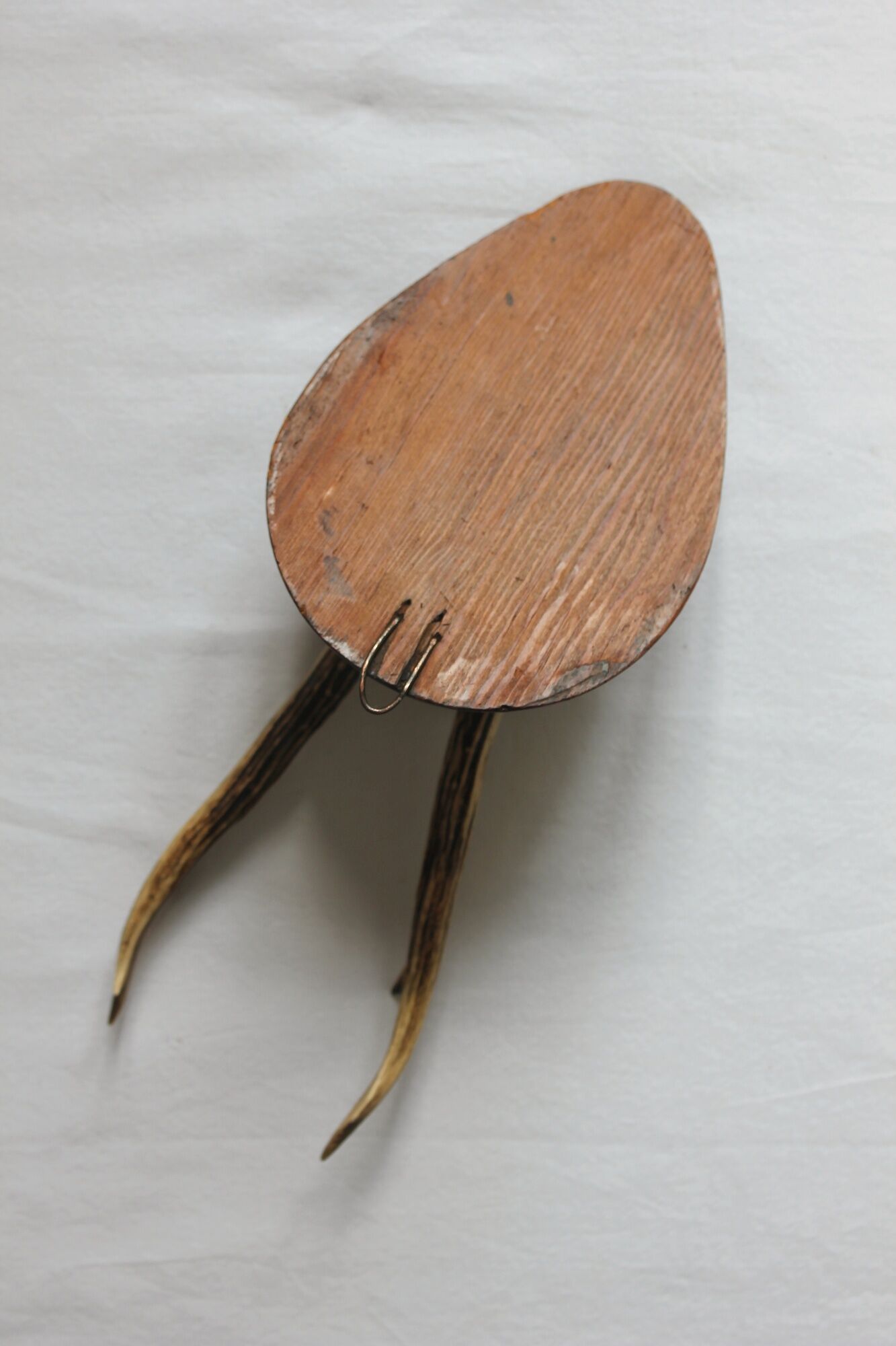 Curiosity Cabinet Hunting Trophy on Vintage Wooden Base